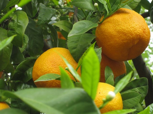 Des oranges...